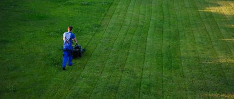 Professional lawn maintenance service