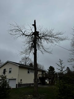 Tall wooden utility pole with bare branches growing from it, with a house and evergreens visible in background under cloudy sky